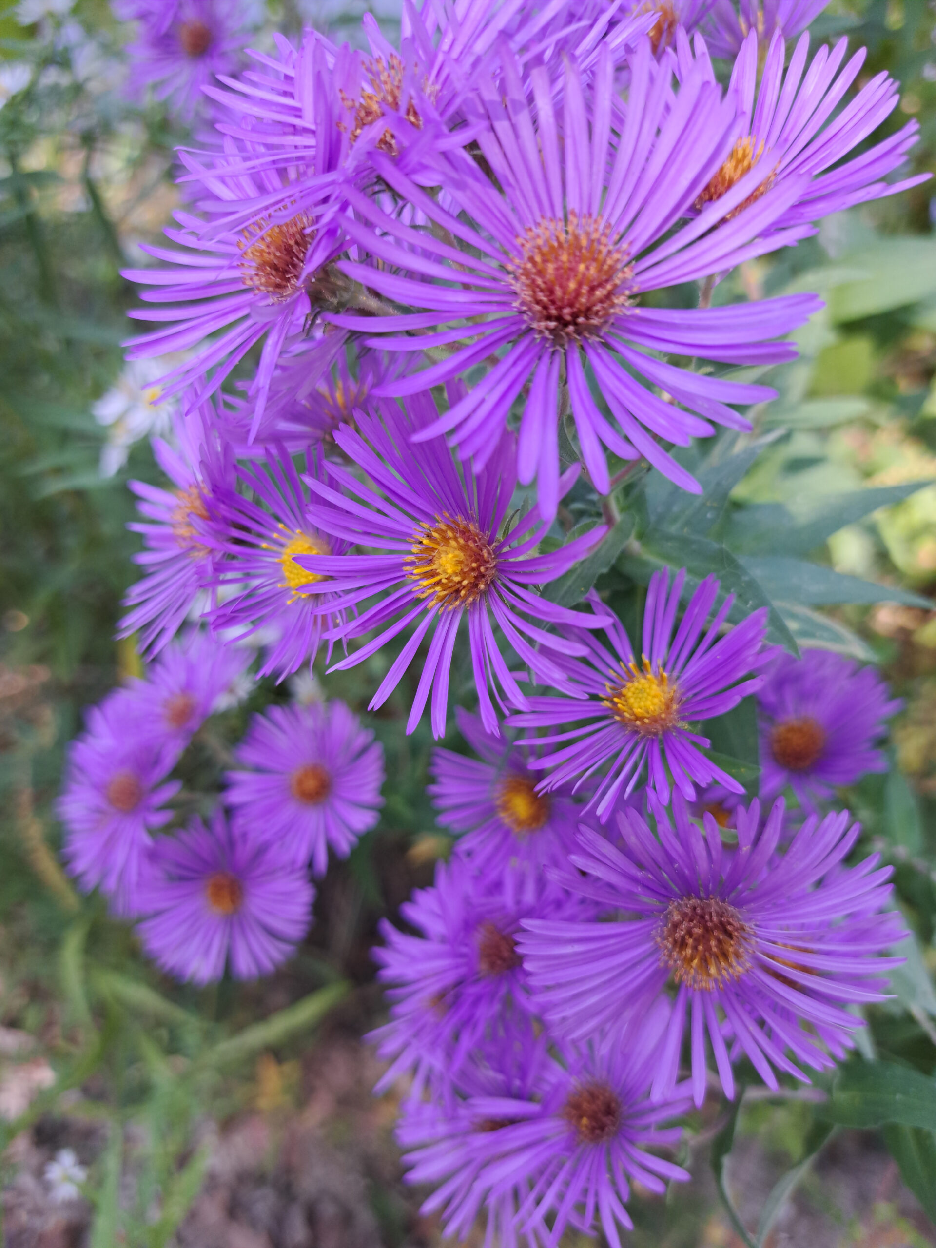 New Buffalo, MI beach